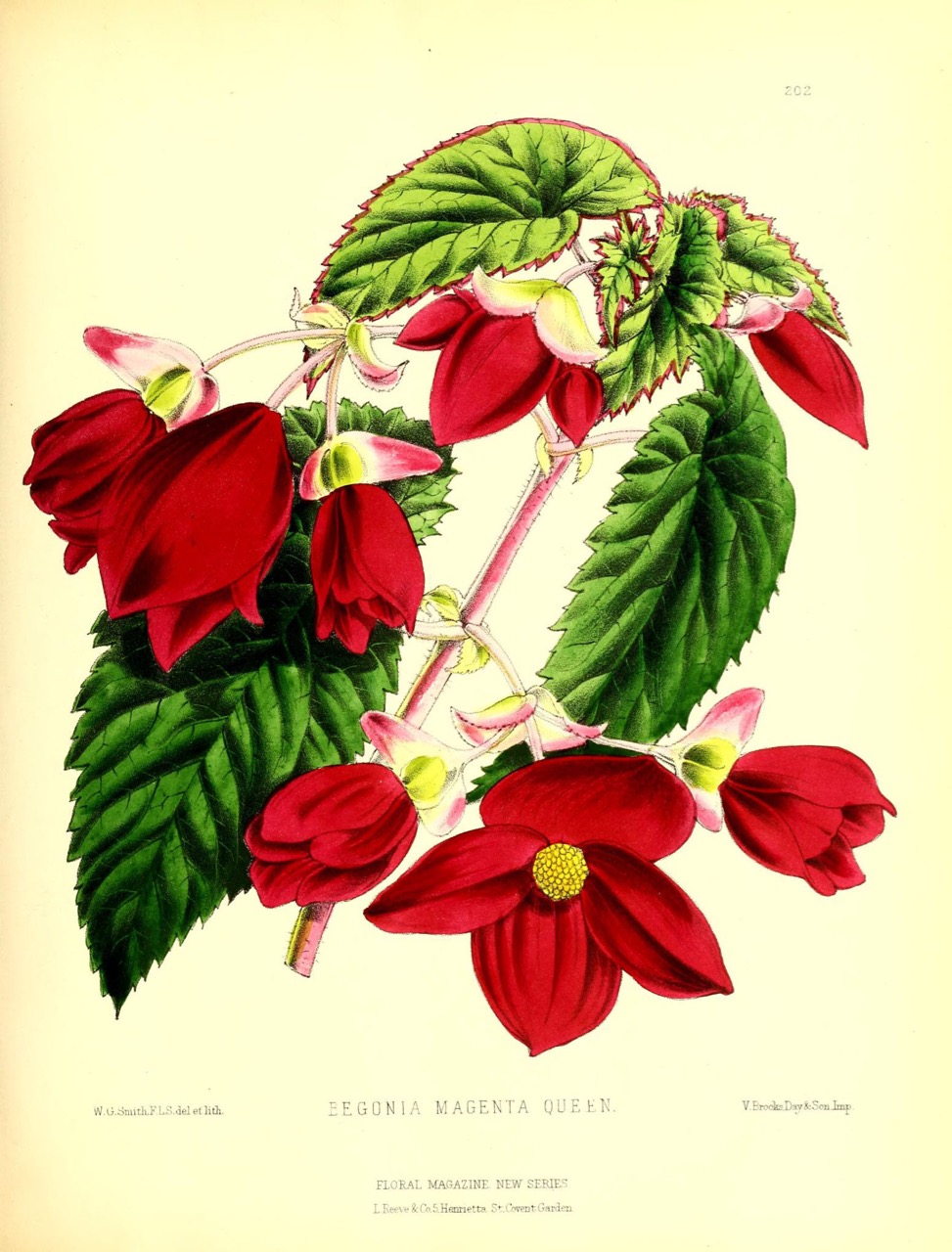 B. ‘Magenta Queen’